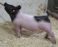 Sire: Foresight<br>
Sire of Dam: On Target 154-5
<br>
<a href="https://www.youtube.com/watch?v=As86JdDBPWY" target="_blank" rel="noopener noreferrer">YOUTUBE LINK</a>