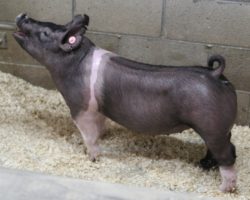 Sire: Never Before<br>
Sire of Dam: Sunshine & Whiskey 27-2
<br>
<a href="https://www.youtube.com/watch?v=TsFHi-cmfUU" target="_blank" rel="noopener noreferrer">YOUTUBE LINK</a>