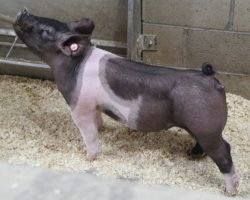 Sire: Shine Again<br>
Sire of Dam: Teen Spirit 120-8