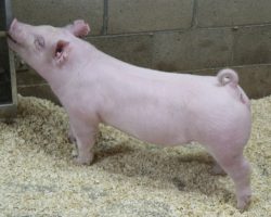 Sire: Times Up<br>
Sire of Dam: Leaps & Bounds 107-2
<br>
<a href="https://www.youtube.com/watch?v=4kEjcA1BSRY" target="_blank" rel="noopener noreferrer">YOUTUBE LINK</a>