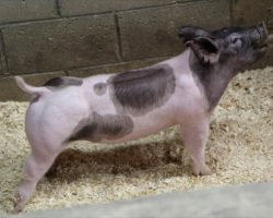 Sire: Outbreak<br>
Sire of Dam: One Armed Bandit 173-5
