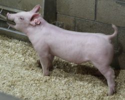 Sire: Big Step<br>
Sire of Dam: Power On 282-7 53-2
<br>
<a href="https://www.youtube.com/watch?v=0OxNXHYQfCs" target="_blank" rel="noopener noreferrer">YOUTUBE LINK</a>