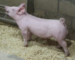 Sire: Big Step<br>
Sire of Dam: Power On 282-7 53-2
<br>
<a href="https://www.youtube.com/watch?v=ryJjuwFJdb8" target="_blank" rel="noopener noreferrer">YOUTUBE LINK</a>