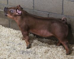 Sire: Next Up<br>
Sire of Dam: Focus 13-2
<br>
<a href="https://www.youtube.com/watch?v=DmzSfqGZ8bo" target="_blank" rel="noopener noreferrer">YOUTUBE LINK</a>