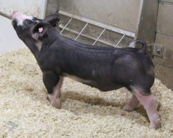 Sire: Monster<br>
Sire of Dam: Mothers Milk 1-8
<br>
<a href="https://www.youtube.com/watch?v=tk4IBaq3wlg" target="_blank" rel="noopener noreferrer">YOUTUBE LINK</a>