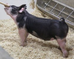 Sire: Monster<br>
Sire of Dam: Mothers Milk 1-8
<br>
<a href="https://www.youtube.com/watch?v=qbsMUoHp52Q" target="_blank" rel="noopener noreferrer">YOUTUBE LINK</a>