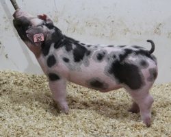 Sire: Sure Thing<br>
Sire of Dam: Supposedly 6-6
<br>
<a href="https://www.youtube.com/watch?v=Nu8mKhtaOe4" target="_blank" rel="noopener noreferrer">YOUTUBE LINK</a>
