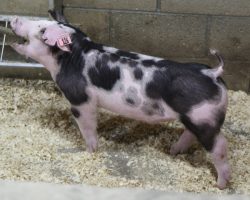 Sire: Sure Thing<br>
Sire of Dam: Supposedly 6-6
<br>
<a href="https://www.youtube.com/watch?v=iQ1KJ3OHEEE" target="_blank" rel="noopener noreferrer">YOUTUBE LINK</a>