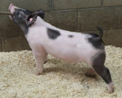 Sire: Brother Love<br>
Sire of Dam: Straight Survivor 126-1
<br>
<a href="https://www.youtube.com/watch?v=8IUVO_fAT18" target="_blank" rel="noopener noreferrer">YOUTUBE LINK</a>