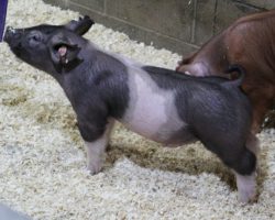 Sire: Brother Love<br>
Sire of Dam: Square Edge 85-10<br>
<a href="https://www.youtube.com/watch?v=R74BzhRlghs" target="_blank" rel="noopener noreferrer">YOUTUBE LINK</a>