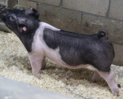 Sire: May We All<br>
Sire of Dam: Wedding Night 251-4<br>
<a href="https://www.youtube.com/watch?v=6G-8BByXT4A" target="_blank" rel="noopener noreferrer">YOUTUBE LINK</a>