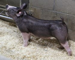 Sire: The King<br>
Sire of Dam: Sunshine & Whiskey 41-2<br>
<a href="https://www.youtube.com/watch?v=c1MrFqujge0" target="_blank" rel="noopener noreferrer">YOUTUBE LINK</a>
