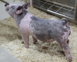 Sire: May We All<br>
Sire of Dam: Up Down 133-8
<br>
<a href="https://www.youtube.com/watch?v=1LTdwiCWwQ4" target="_blank" rel="noopener noreferrer">YOUTUBE LINK</a>