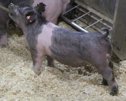 Sire: May We All<br>
Sire of Dam: Up Down 133-8