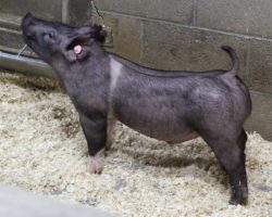 Sire: Breakthrough<br>
Sire of Dam: Sunshine & Whiskey 132-5
<br>
<a href="https://www.youtube.com/watch?v=TGAaJL7sJxM" target="_blank" rel="noopener noreferrer">YOUTUBE LINK</a>