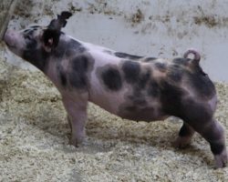 Sire: Junior<br>
Sire of Dam: Dirty South 226-3<br>
<a href="https://www.youtube.com/watch?v=C1BaSdlbzBA" target="_blank" rel="noopener noreferrer">YOUTUBE LINK</a>