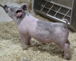 Sire: May We All<br>
Sire of Dam: Up Down 133-8<br>
<a href="https://www.youtube.com/watch?v=O3Jh4Nb9B8g" target="_blank" rel="noopener noreferrer">YOUTUBE LINK</a>