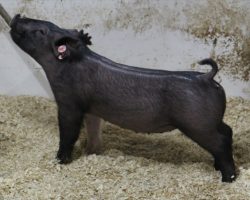 Sire: Breakthrough<br>
Sire of Dam: Teen Spirit 155-6