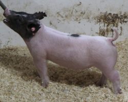 Sire: Outbreak<br>
Sire of Dam: Undisputed 29-12<br>
<a href="https://www.youtube.com/watch?v=Iv-t768vJLg" target="_blank" rel="noopener noreferrer">YOUTUBE LINK</a>