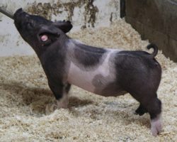 Sire: Brother Love<br>
Sire of Dam: Square Edge 85-10<br>
<a href="https://www.youtube.com/watch?v=ZN5xorFfvSU" target="_blank" rel="noopener noreferrer">YOUTUBE LINK</a>