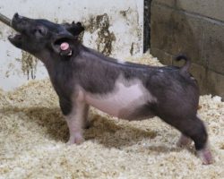 Sire: Brother Love<br>
Sire of Dam: Square Edge 85-10