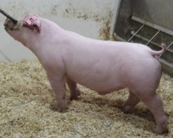 Sire: Boomawang<br>
Sire of Dam: Jack In The Box 138-1<br>
<a href="https://www.youtube.com/watch?v=EO15yCPdJ-U" target="_blank" rel="noopener noreferrer">YOUTUBE LINK</a>