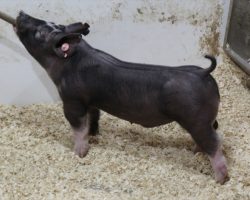 Sire: Outside The Lines<br>
Sire of Dam: Keep Talkin 18-8<br>
<a href="https://www.youtube.com/watch?v=VAGlTckm6l0" target="_blank" rel="noopener noreferrer">YOUTUBE LINK</a>