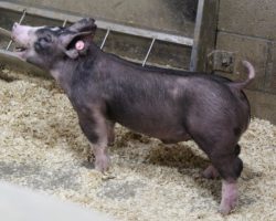 Sire: Outside The Lines<br>
Sire of Dam: Keep Talkin 18-8<br>
<a href="https://www.youtube.com/watch?v=sF4FrZvzhC0" target="_blank" rel="noopener noreferrer">YOUTUBE LINK</a>