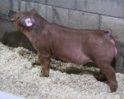 Sire: Kingslayer<br>
Sire of Dam: Adderall 284-7<br>
<a href="https://www.youtube.com/watch?v=x6EAyaTNSTo" target="_blank" rel="noopener noreferrer">YOUTUBE LINK</a>