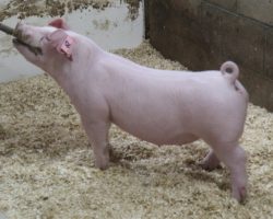 Sire: Boomawang<br>
Sire of Dam: Jack In The Box 138-1<br>
<a href="https://www.youtube.com/watch?v=kqC3i0EO60g" target="_blank" rel="noopener noreferrer">YOUTUBE LINK</a>
