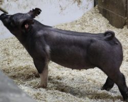 Sire: Junior<br>
Sire of Dam: Dirty South 226-3<br>
<a href="https://www.youtube.com/watch?v=RCsif4pkjlQ" target="_blank" rel="noopener noreferrer">YOUTUBE LINK</a>