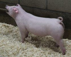 Sire: Boom Town<br>
Sire of Dam: Boomawang 96-6<br>
<a href="https://www.youtube.com/watch?v=zTdhXiKlLq4" target="_blank" rel="noopener noreferrer">YOUTUBE LINK</a>