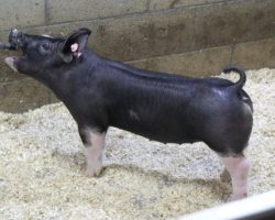 Sire: Throwing Stones<br>
Sire of Dam: Drinking Class 26-5