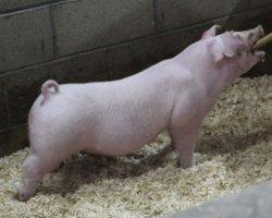 Sire: Change Of Pace<br>
Sire of Dam: Overtime 142-8
<br>
<a href="https://www.youtube.com/watch?v=XW1APLO35tY" target="_blank" rel="noopener noreferrer">YOUTUBE LINK</a>
