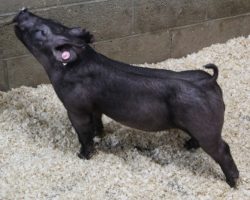 Sire: Breakthrough<br>
Sire of Dam: Sunshine & Whiskey 132-5
<br>
<a href="https://www.youtube.com/watch?v=y9c1GFvZTEU" target="_blank" rel="noopener noreferrer">YOUTUBE LINK</a>