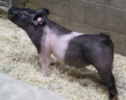 Sire: Breakthrough<br>
Sire of Dam: Sunshine & Whiskey 132-5<br>
<a href="https://www.youtube.com/watch?v=s8Wf66j5_q0" target="_blank" rel="noopener noreferrer">YOUTUBE LINK</a>