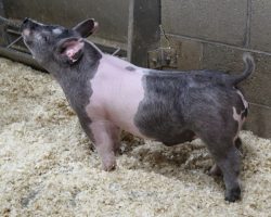 Sire: May We All<br>
Sire of Dam: Unleashed 24-6<br>
<a href="https://www.youtube.com/watch?v=KGtsNtM-q0c" target="_blank" rel="noopener noreferrer">YOUTUBE LINK</a>