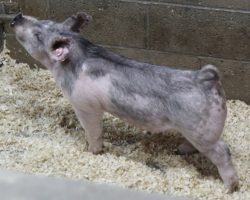 Sire: May We All<br>
Sire of Dam: Up Down 133-8<br>
<a href="https://www.youtube.com/watch?v=1c0JmrUHTz8" target="_blank" rel="noopener noreferrer">YOUTUBE LINK</a>