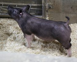 Sire: Dirty Jack<br>
Sire of Dam: 225K 94-2<br>
<a href="https://www.youtube.com/watch?v=PP2APIUbLsY" target="_blank" rel="noopener noreferrer">YOUTUBE LINK</a>