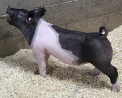 Sire: Dirty Jack<br>
Sire of Dam: 225K 94-2<br>
<a href="https://www.youtube.com/watch?v=NZVGGTdw46k" target="_blank" rel="noopener noreferrer">YOUTUBE LINK</a>