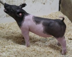 DOB 11/22/20<br>
Sire: Outbreak<br>
Sire of Dam: Undisputed 29-12<br>
<a href="https://www.youtube.com/watch?v=Xuy92hk3484" target="_blank" rel="noopener noreferrer">YOUTUBE LINK</a>