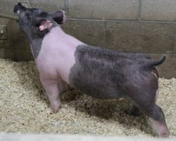 Sire: May We All<br>
Sire of Dam: Unleashed 24-6<br>
<a href="https://www.youtube.com/watch?v=ZjrJSnwPZx0" target="_blank" rel="noopener noreferrer">YOUTUBE LINK</a>
