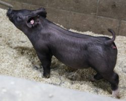 Sire: Breakthrough<br>
Sire of Dam: Sunshine & Whiskey 132-5<br>
<a href="https://www.youtube.com/watch?v=ORdB2qfkY1Q" target="_blank" rel="noopener noreferrer">YOUTUBE LINK</a>