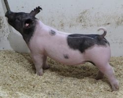 Sire: Dirty Jack<br>
Sire of Dam: 225K 94-2<br>
<a href="https://www.youtube.com/watch?v=gE3GfdWfHGo" target="_blank" rel="noopener noreferrer">YOUTUBE LINK</a>