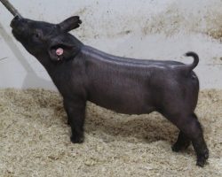 Sire: Outbreak<br>
Sire of Dam: Wedding Night 26-2<br>
<a href="https://www.youtube.com/watch?v=QkqwG8fi35Y" target="_blank" rel="noopener noreferrer">YOUTUBE LINK</a>