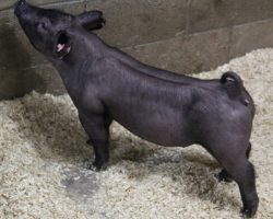 Sire: Outbreak<br>
Sire of Dam: Wedding Night 26-2<br>
<a href="https://www.youtube.com/watch?v=q3qFuLoaOkM" target="_blank" rel="noopener noreferrer">YOUTUBE LINK</a>