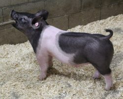 Sire: Shine Again<br>
Sire of Dam: Teen Spirit 120-8
<br>
<a href="https://www.youtube.com/watch?v=ENmzKKyuB18" target="_blank" rel="noopener noreferrer">YOUTUBE LINK</a>