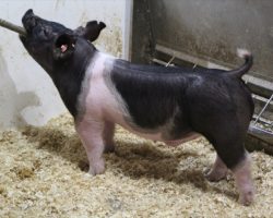 Sire: Shine Again<br>
Sire of Dam: Teen Spirit 120-8
<br>
<a href="https://www.youtube.com/watch?v=OJO-LW6x4UY" target="_blank" rel="noopener noreferrer">YOUTUBE LINK</a>
