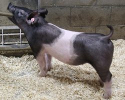 Sire: Shine Again<br>
Sire of Dam: Curtain Call 4-9
<br>
<a href="https://www.youtube.com/watch?v=Fe12rfK46BI" target="_blank" rel="noopener noreferrer">YOUTUBE LINK</a>