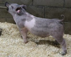Sire: Shine Again<br>
Sire of Dam: Curtain Call 4-9
<br>
<a href="https://www.youtube.com/watch?v=FOHAyirfSVo" target="_blank" rel="noopener noreferrer">YOUTUBE LINK</a>